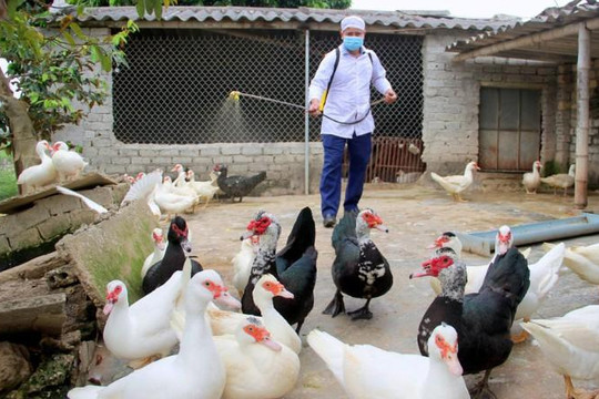 Nghệ An công bố hết dịch cúm gia cầm A/H5N6