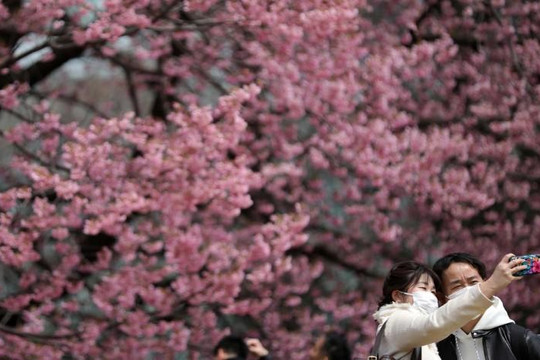 Hàng nghìn người Nhật đi ngắm hoa anh đào nở bất chấp dịch COVID-19 