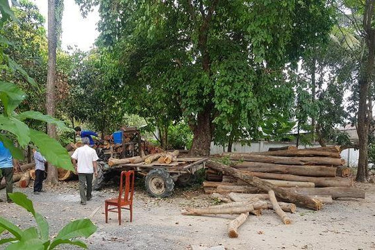An Giang: Tạm giữ hơn 10 mét khối gỗ 'vô chủ' bỏ ven đường