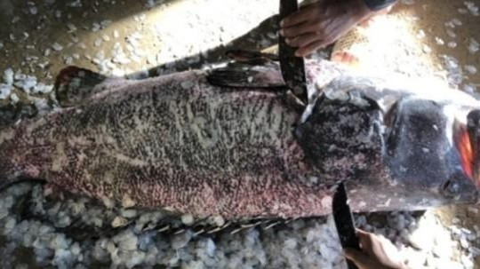 Cà Mau: Ngư dân bắt được cá mú khủng dài 1,2 mét
