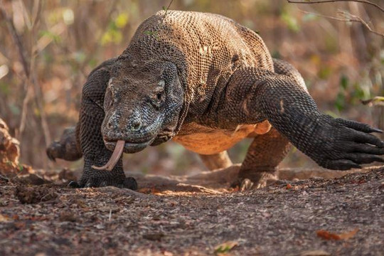 Liều lĩnh cướp mồi của rồng Komodo, rắn hổ mang trả giá bằng mạng sống