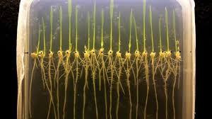 Đưa gien cây lúa nước vào các loài cây trồng khác để tăng sức đề kháng ngập lụt