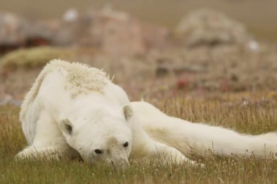 Gấu Bắc Cực chết đói vì ảnh hưởng của biến đổi khí hậu