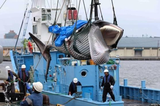 Nhật Bản lại đánh bắt cá voi thương mại