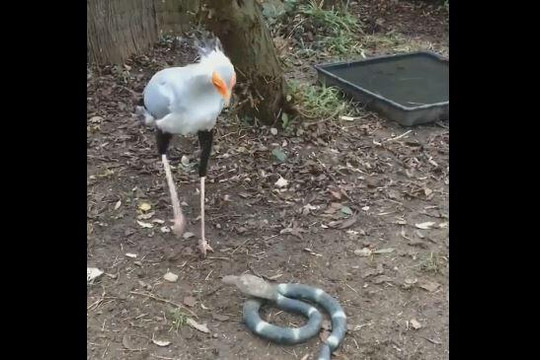 Cách tấn công con mồi kỳ lạ của diều ăn rắn