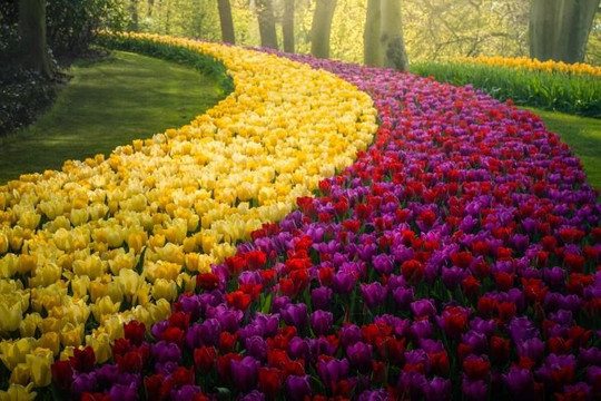 Mãn nhãn với vườn hoa tulip nổi tiếng không một bóng người ở Amsterdam, Hà Lan
