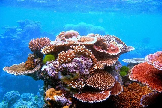 Mất nửa thế kỷ để khôi phục rạn san hô ở 4 tỉnh miền Trung