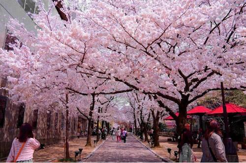 Nhật hủy lễ hội hoa anh đào vì lo ngại covid-19