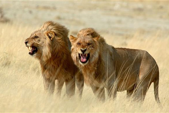 Bầy sư tử 'xử tử' kẻ săn mồi nguy hiểm số 2 châu Phi