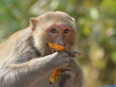 Khỉ Macca khẳng định giả thuyết về nguồn gốc của sắc giác ở người
