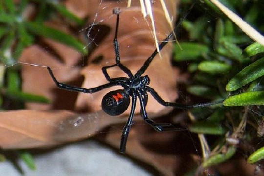 Tại sao con đực thuộc loài nhện góa phụ đen lại chọn con cái trẻ?