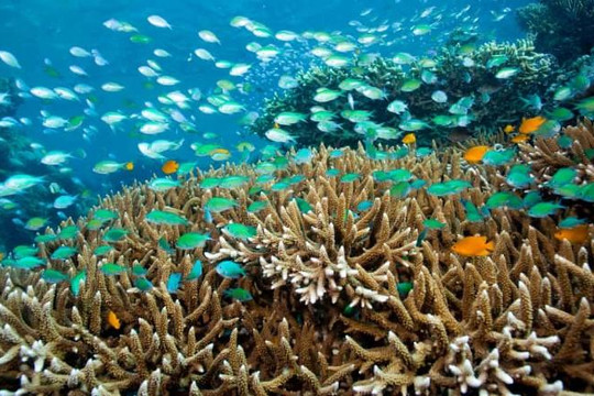 Cảnh báo tính trạng a xít hóa đại dương có thể khiến nhiều loài tuyệt chủng