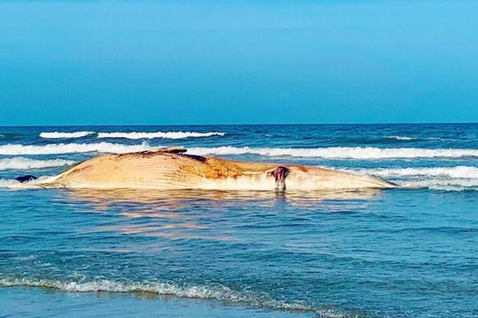 Cá voi nặng hơn 10 tấn chết dạt vào bờ biển Hà Tĩnh