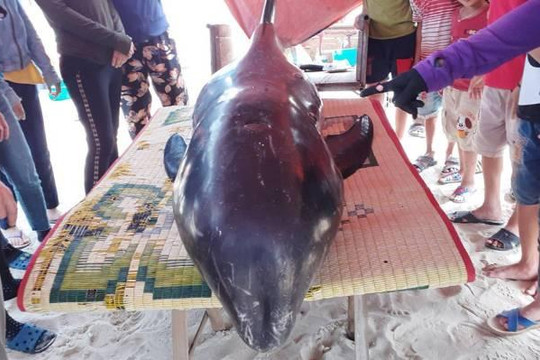 Người dân dựng lán cấp cứu cá voi nặng 150kg dạt vào bờ biển