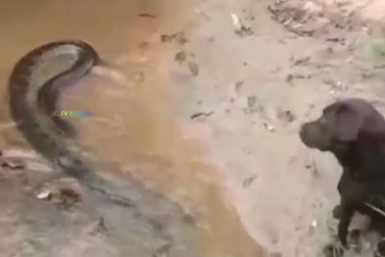 Chủ quan trước trăn Anaconda, chó nhà suýt trả giá bằng mạng sống