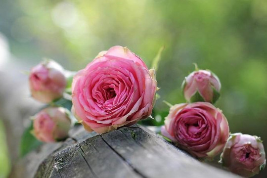 Mùi hương hoa hồng giúp ghi nhớ và học bài tốt hơn