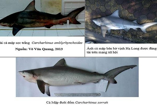 Cá lạ ở Vịnh Hạ Long thuộc họ cá mập, không nguy hiểm cho người