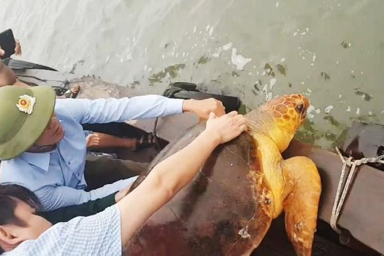 Hà Tĩnh: Thả về biển con rùa nặng 80kg mắc lưới ngư dân