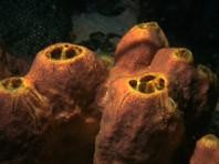 Phân tử ở loài bọt biển có tác dụng chữa ung thư