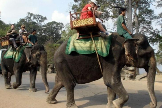 Campuchia cấm cưỡi voi tham quan quần thể Angkor
