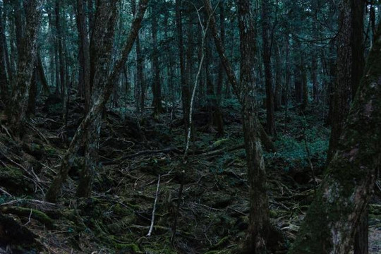 Bí ẩn về ‘khu rừng tự sát’ 1.000 năm tuổi tại Nhật Bản