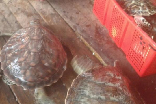 Kiên Giang: Cơ sở mua hải sản nuôi nhốt 16 con rùa biển quý hiếm