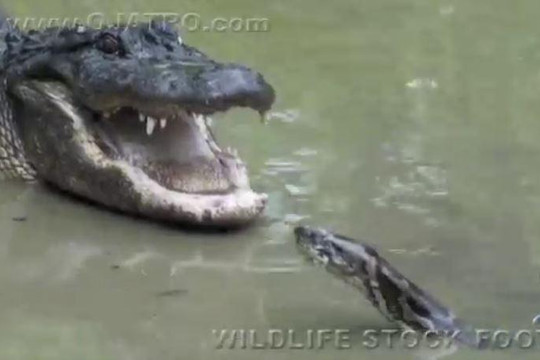 Kịch chiến với cá sấu, trăn Miến Điện nhận cái kết đau đớn