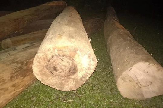 Hà Tĩnh: Phát hiện hàng chục khúc gỗ vô chủ ven rừng