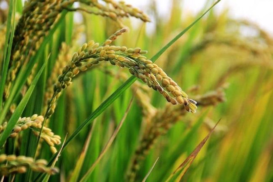 Từ xa xưa, lúa đã được canh tác riêng rẽ trên 3 lục địa