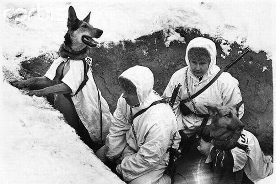 Chuyện chó chống tăng của Liên Xô trong thế chiến thứ 2