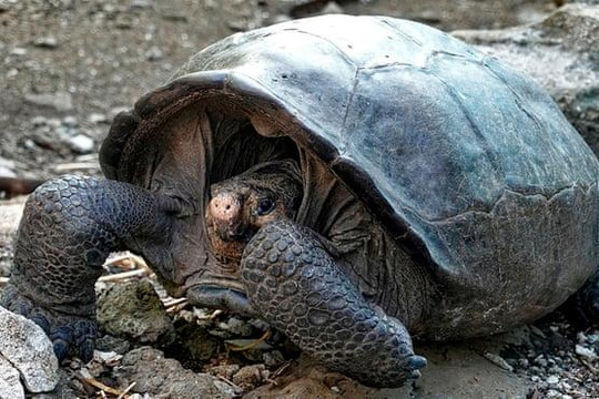 Phát hiện loài rùa khổng lồ đã biến mất hơn 110 năm