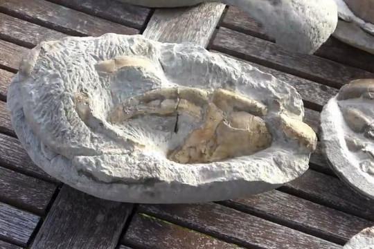 Clip phát hiện cua 8 triệu năm tuổi trong đá