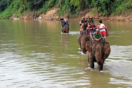 Dịch vụ cưỡi voi: Loại hình du lịch phản nhân văn cần xóa sổ