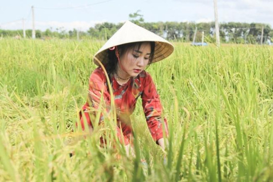 TS Nguyễn Văn Lạng: Chúng ta mất hàng triệu tấn lúa mỗi năm vì rơi vãi khi thu hoạch