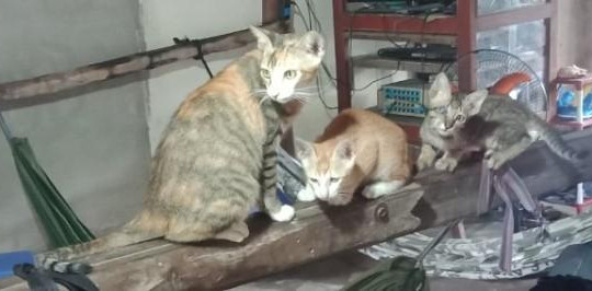 Cà Mau: Nghi vấn bị mèo cắn, 3 tháng sau tử vong vì không tiêm phòng