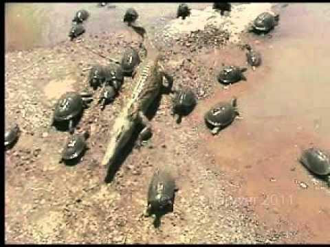 Rùa kéo cả nhà ra bao vây, đánh bại cá sấu