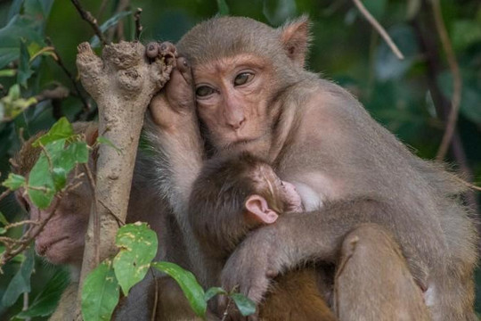 Cuộc sống tàn khốc và đau đớn của loài khỉ vàng trên bán đảo Sơn Trà