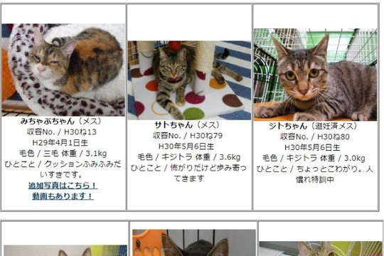 Nara, thành phố dành tình yêu cho chó mèo hàng đầu Nhật Bản