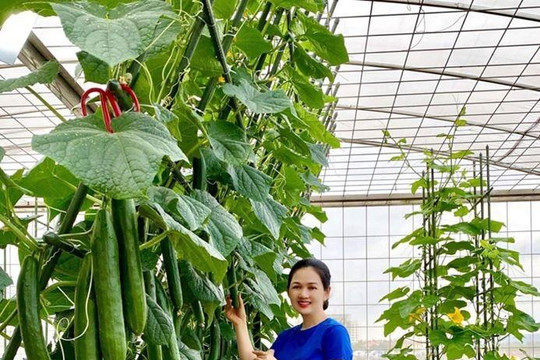 Sở hữu khu vườn quanh năm trĩu quả trên sân thượng, ‘hot girl’ Lào Cai chia sẻ kinh nghiệm trồng cây
