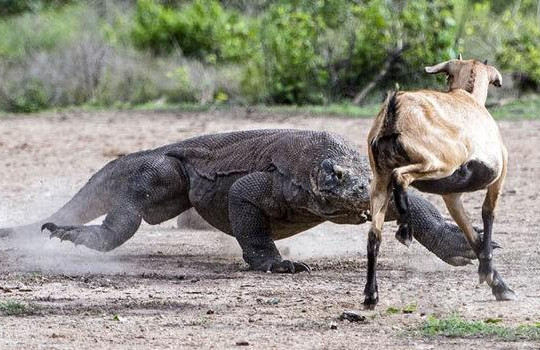 Với cú đớp đầy nọc độc, rồng Komodo hạ gục hươu trong tích tắc
