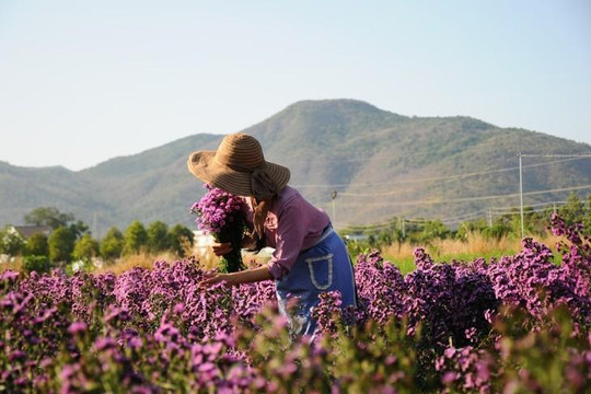 Vườn thạch thảo tím ở Bà Rịa ngỡ như cánh đồng hoa lavender ở Pháp