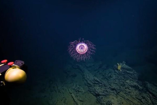 Độc đáo loài sứa cực hiếm nhìn rực rỡ như pháo hoa