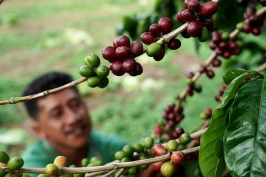 Cà phê được giá khi nhiều nước tích trữ hàng do sợ dịch kéo dài