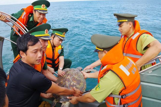Hà Tĩnh: Thả con đồi mồi quý hiếm nặng 25kg về biển