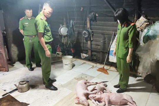 Phát hiện cơ sở mua lợn chết về chế biến thịt quay