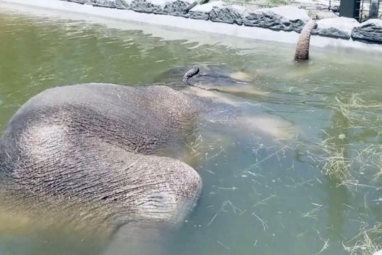 Độc đáo cảnh voi nằm ngủ dưới nước, dùng vòi làm ống thở