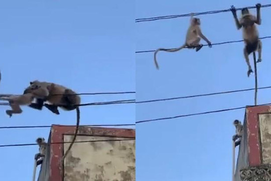 Triệu người vỡ òa vì clip khỉ mẹ liều mạng nhảy lên dây điện cứu con