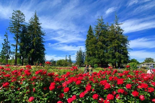 Đến thăm vườn hoa hồng độc đáo ở bờ tây nước Mỹ
