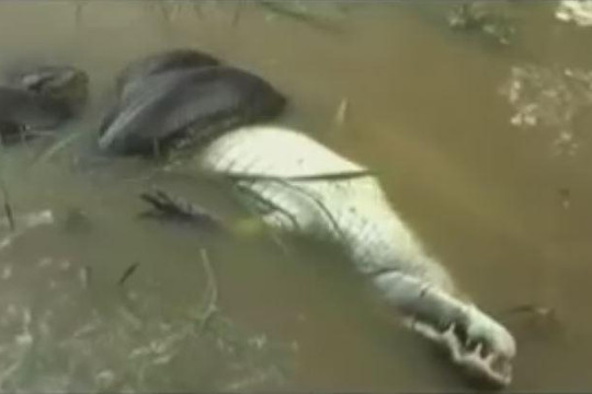 Đụng độ trăn Nam Mỹ, cá sấu caiman bị siết chặt đến chết