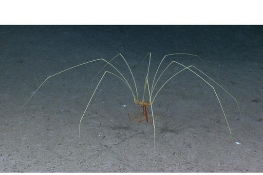 Hệ tiêu hóa nhện biển đảm đương cả chức năng tuần hoàn máu
